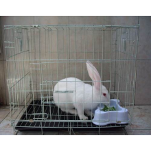 Cage d&#39;élevage de lapins bon marché